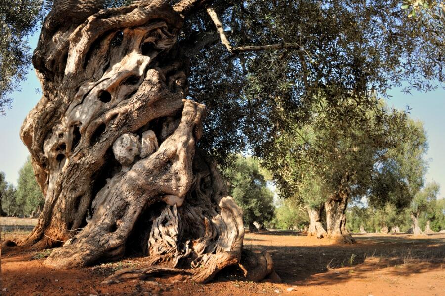 Immagine: albero